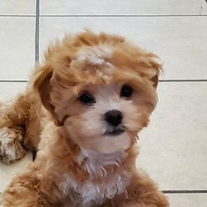 Meet your Posher, Sararose